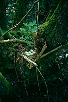 European pochard {Aythya ferina} nest in tree stump with six eggs, France