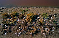 Slender billed gull {Chroicocephalus genei} group of nests with eggs, Camargue, France