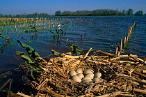 Coot {Fulica atra} nest with ten eggs on lake, Dome, France