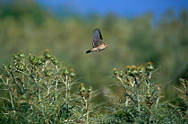 Rufous scrub robin / Rufous bush chat flying{Erythropygia / Cercotrichas galactotes} Greece
