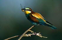 European bee eater {Merops apiaster} with dragonfly prey, Camargue, France