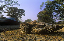 Spotted eagle owl {Bubo africanus} roadkill, Victoria Falls NP, Zimbabwe