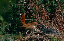 Rufous scrub robin / bush chat {Cercotrichas / erythropygis galactotes} feeding Cuckoo chick at nest, Alicante, Spain
