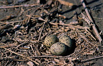 Little Tern {Sternula albifrons} ground nest with three eggs, Santa Pola saltmarshes, Alicante, Spain