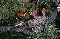 Woodchat shrike {Lanius senator} feeding chicks in nest, Spain