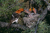 Woodchat shrike {Lanius senator} feeding chicks at nest, Spain