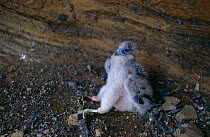 Eleanora's hawk {Falco eleanorae} chick with tagging rings, Columbretes Is, Spain