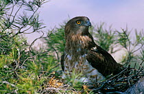 Short-toed eagle {Circaetus gallicus} Alicante, Spain