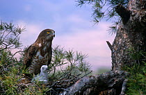 Short-toed eagle {Circaetus gallicus} with chick at nest, Alicante, Spain