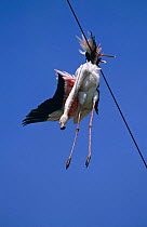 Greater flamingo {Phoenicopterus ruber} killed by entanglement in wire cable, Spain