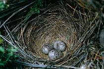 Rock bunting {Emberiza cia} nest with three eggs, Spain