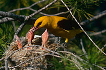 Golden oriole {Oriolus oriolus} male feeding chicks at nest, Spain