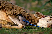 Azure winged magpie {Cyanopica cyanus} at sheep carcass, Ciudad Real, Spain