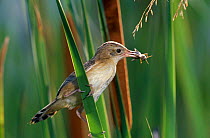 Fan-tailed warbler {Cisticola juncidis} with insect prey, Alicante, Spain