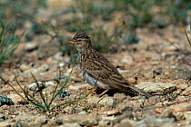 Lesser short toed lark {Calandrella rufescens} Spain
