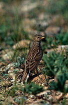 Lesser short toed lark {Calandrella rufescens} Spain