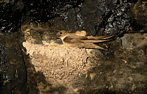 Crag martin {Ptyonoprogne rupestris} at nest, Alicante, Spain