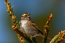 White-throated sparrow {Zonotrichia albicollis} Anticosti Island, Quebec, Canada