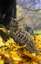 South european eagle owl {Bubo bubo interpositus} resting on ground, northern Caucasus, Russia