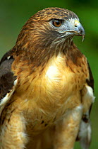 Red tailed hawk {Buteo jamaicensis} Wisconsin, USA