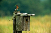Eastern bluebird {Sialia sialis} bringing insect prey to chicks in nestbox, Wisconsin, USA
