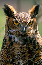 Great horned owl {Bubo virginianus} portrait, captive, Wisconsin, USA