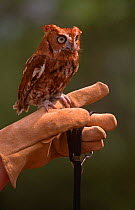 Eastern screech owl {Megascops asio} red phase, perched on hand, USA, captive