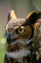 Great horned owl {Bubo virginianus} captive, Wisconsin, USA