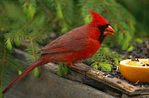 Cardinal {Cardinalis cardinalis} male feeding on seeds at garden bird table, USA