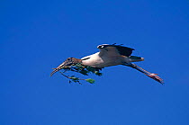 American wood ibis / stork {Mycteria americana} flying with nest material, Florida, USA