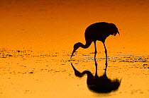Sandhill crane {Grus canadensis} feeding at sunset, Florida, USA