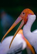 Painted stork {Mycteria leucocephala} wild in Singapore