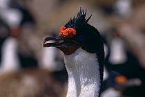 Blue eyed cormorant {Phalacrocorax atriceps}