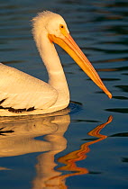 American white pelican {Pelecanus erythrorhynchos} Florida, USA