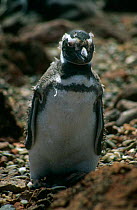 Magellanic penguin moulting {Sphenicus magellanicus} Punta Tombo, Argentina
