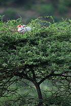Secretary bird {Sagittarius serpentarius} on nest in Thorn tree, Samburu GR, Kenya