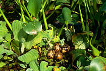 Wattled jacana {Jacana jacana hypomelaena} nest  with eggs on aquatic plants, Chagres River, Panama