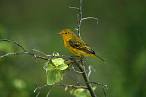 Yellow warbler {Dendrocica petechia} Galapagos