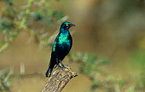 Blue eared glossy starling {Lamprotornis chalybaeus} Lake Nakuru, Kenya