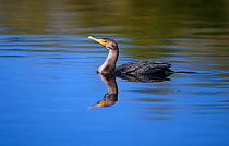 Double crested cormorant {Phalacrocorax auritus} juvenile on water, Florida, USA