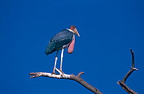 Marabou stork {Leptoptilos crumeniferus} Lake Baringo, Kenya