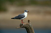 Grey headed gull {Chroicocephalus cirrocephalus} Gambia