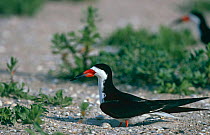 Black skimmer {Rynchops niger} on ground nest with egg, Texas, USA