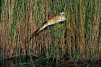 Least bittern {Lxobrychus exilis} fishing in reed bed, Texas, USA