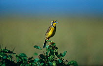Yellow throated longclaw {Macronyx croceus} singing, Masia Mara, Kenya