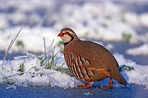 Red legged partridge {Alectoris rufa} on ice and snow, Warkwickshire, UK