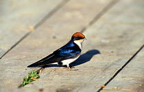 Wire tailed swallow {Hirundo smithii} Kenya