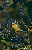 Blue tit {Parus caeruleus} amongst sloe berries, UK