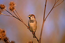 Common / House sparrow {Passer domesticus} male on teasle, UK