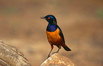 Hildebrandt's starling {Lamprotornis hildebrandti} Serengeti NP, Tanzania